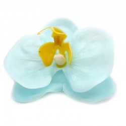 Orchidea di sapone Blu...